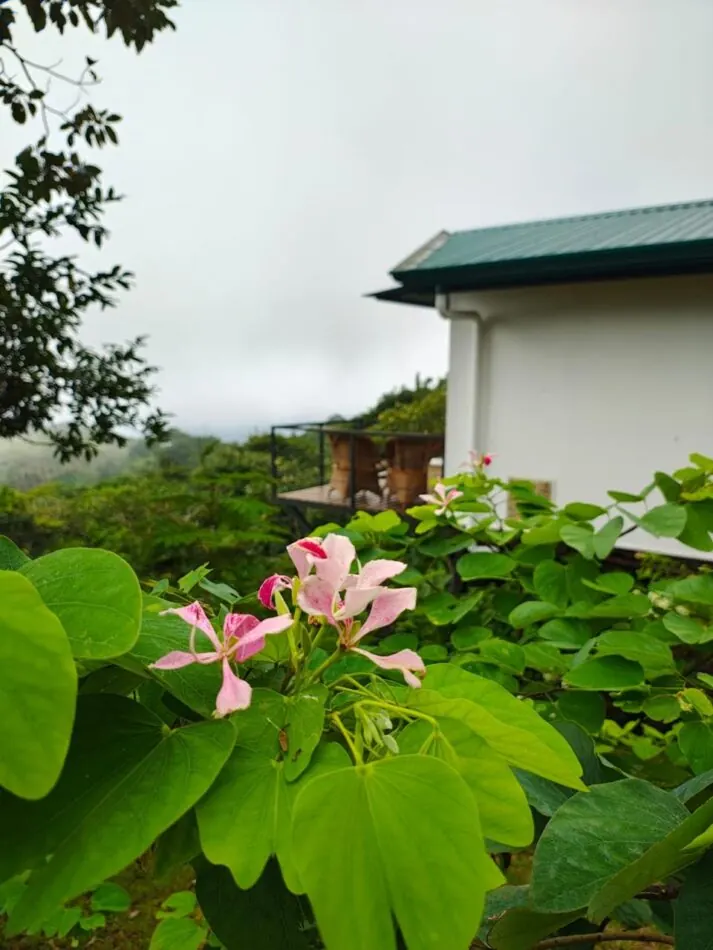 Verde de montaña