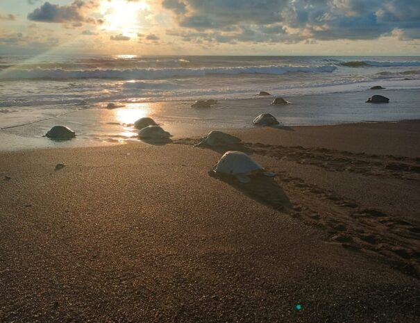 Ostional Refugio Atardeser