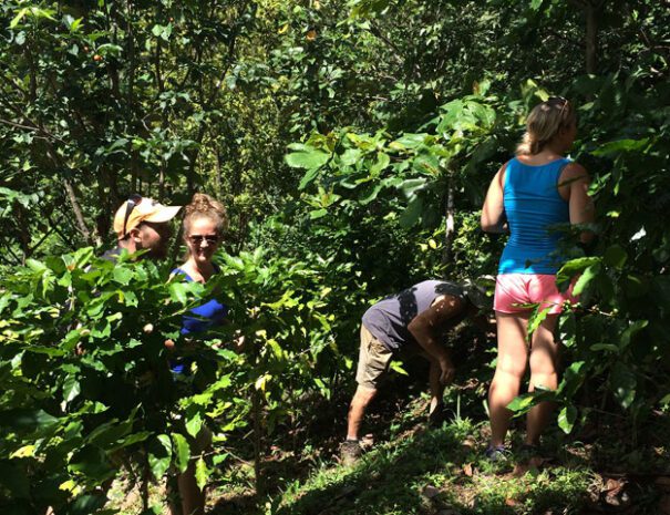 Tour de Cafe Sabor de la Montaña