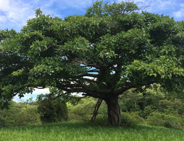 Arbol de Guancaste